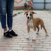 Tender Love Via Fortuna