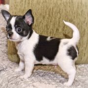 Black Hawk Emerald In Gold