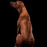 Amina of Rudo uye Simba