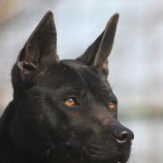 TRD IMPERIA’s ARCADIA 