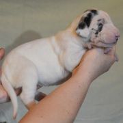 SEPHORA Czar Olbrzyma