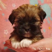 DAWA DORJEE The Tibetan Pride /FCI/