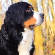 CH. Pl. Bella Kajtkowe Sny