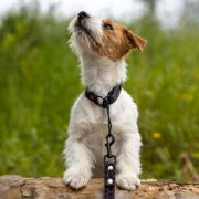 OLIWKA Lubelski Tropiciel FCI Mł.Ch PL