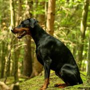 Aurora Valle di Rose - Doberman