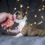 TASMANIAN DEVIL Because of Crazy Time 