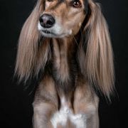 MALAIKA MOIDEH BINT MALA Od Vjetra