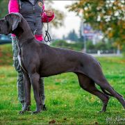 YOKO ONO Margarejro FCI