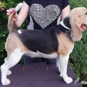 Absolutely Spotless AGORA