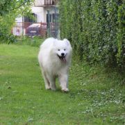 Szczeniak Samoyed
