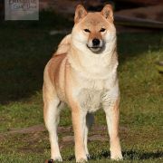 Charming Smile Aleksandriya 