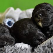 ROZALIA Diamond Lamb