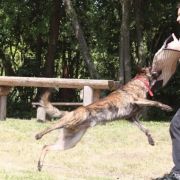 Agar Rayo De Sol Per Bene