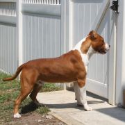 Royal Courts Setting a Standart