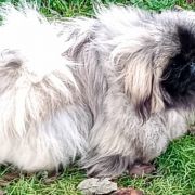 Sons Of The Lion Aldrian 