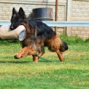 Eldorado Wolf Lake FCI