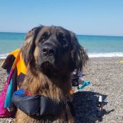 AMBER VITKENNEL ANANDA DEVI