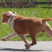 Nothing Else Matters z Wiślanego Portu