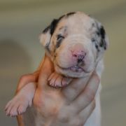 SEPHORA Czar Olbrzyma