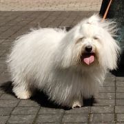 AFRODYTA Lwie Serce z Międzylesia