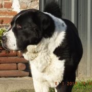 CH PL BLADE z Gór Pamiru