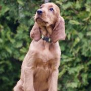 ETERNIA ZOAR Ginger State of Mind