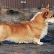 Ван Лен Тайм Чероки Гранд