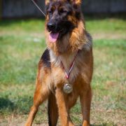 Orsa z Ujazdowskiego Jaru