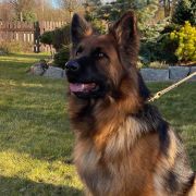 AMIRA Defensive Polyin FCI