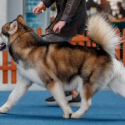 Ironpride's TALOON OF KING 