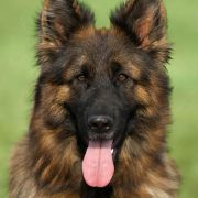 BRANDY VON GRAN PEREGRINO Weteranka na Emeryturze