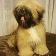 ChPL, JChPL MONTGOMERY ALABAMA Lhamco Laco