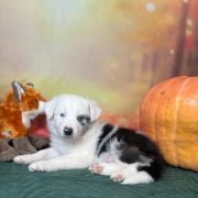 LUKE Zwinne Serca (FCI) 