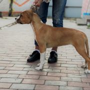 Tender Love Via Fortuna