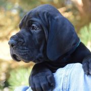 AMARANT Przylądek Doga FCI 