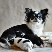 ASLAN Bella Picollo FCI