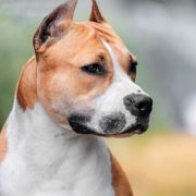 NYMERIA DIREWOLF VIA FORTUNA