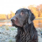 Flatcurls POWER CHOCOLATE