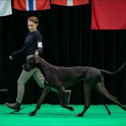 FANFARA Boni Mores FCI