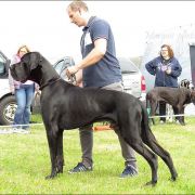 VALENTINO Margarejro FCI