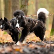 GRAND Ch. Pl. Ch. Pl. ALMAZY ANABARA Nelbey Aiysyt (PL MT1, WCC)