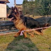 ARIZONA Kingfran (FCI)