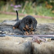 JAWA z Krainy Łowów