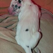 TYRION Czar Olbrzyma