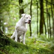 Tanatos Złota Troja