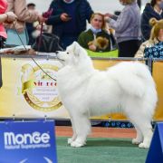 Polar Mist White Star Melania 