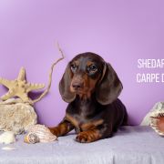 SHEDARIAN CARPE DIEM