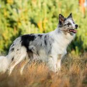 HIDE AND SEEK Mystique Regni