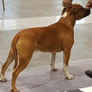 URODA Pokerowy Żywot