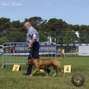 Ch Pl BAAL Corde Bellator(FCI) 